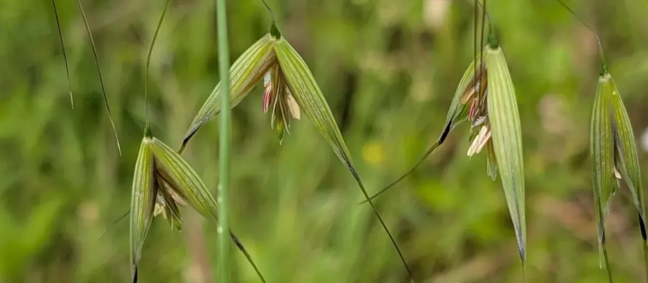 Sterile oat