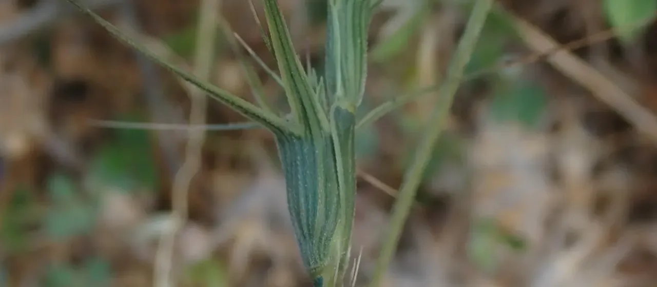 Aegilops biuncialis