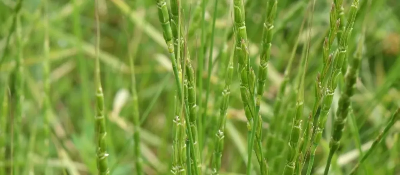 Tausch's goatgrass