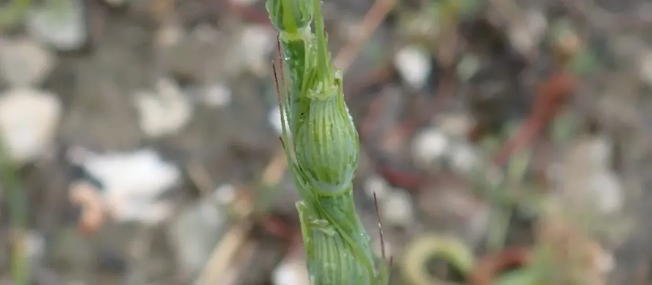 Aegilops ventricosa