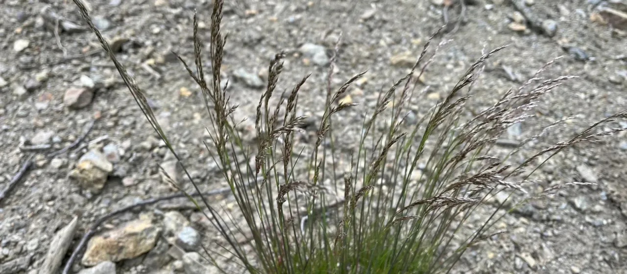 Wavy hair-grass