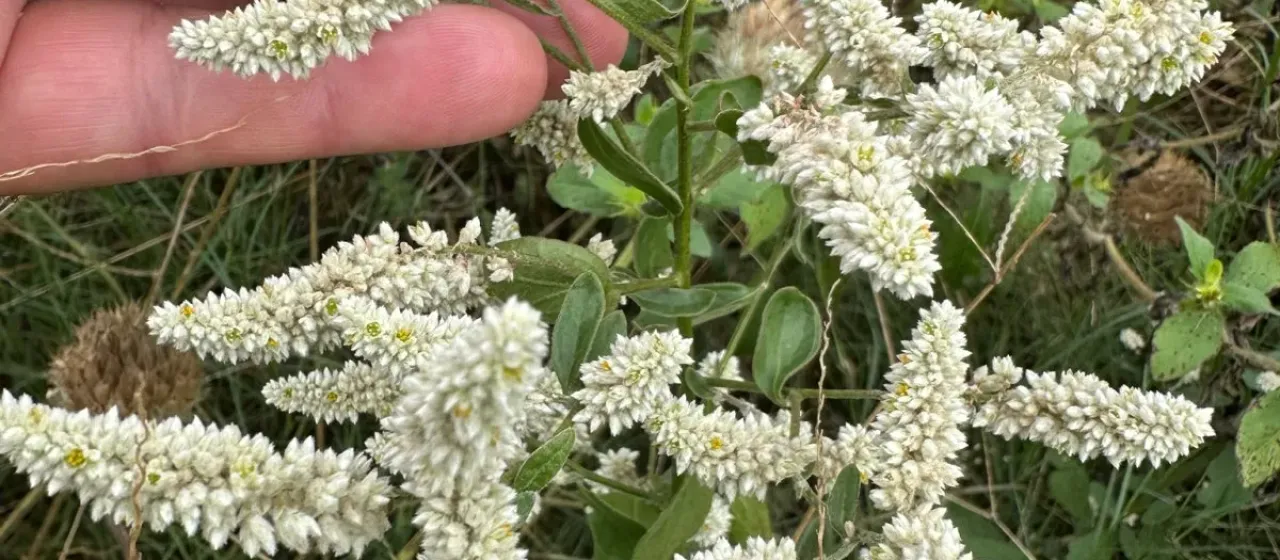 Aerva leucura