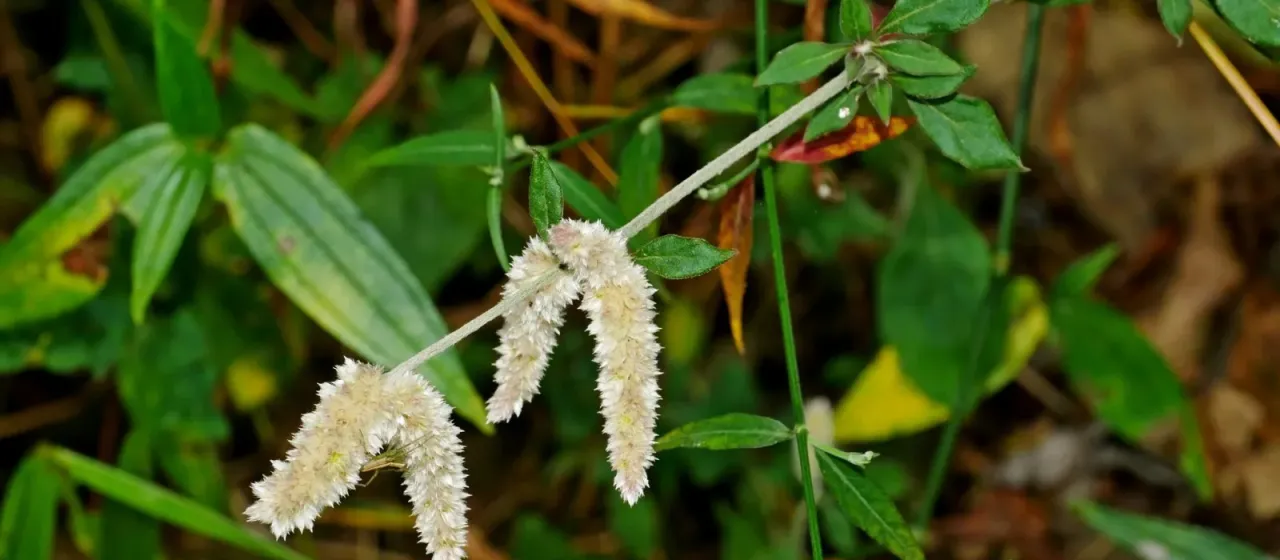 Aerva sanguinolenta