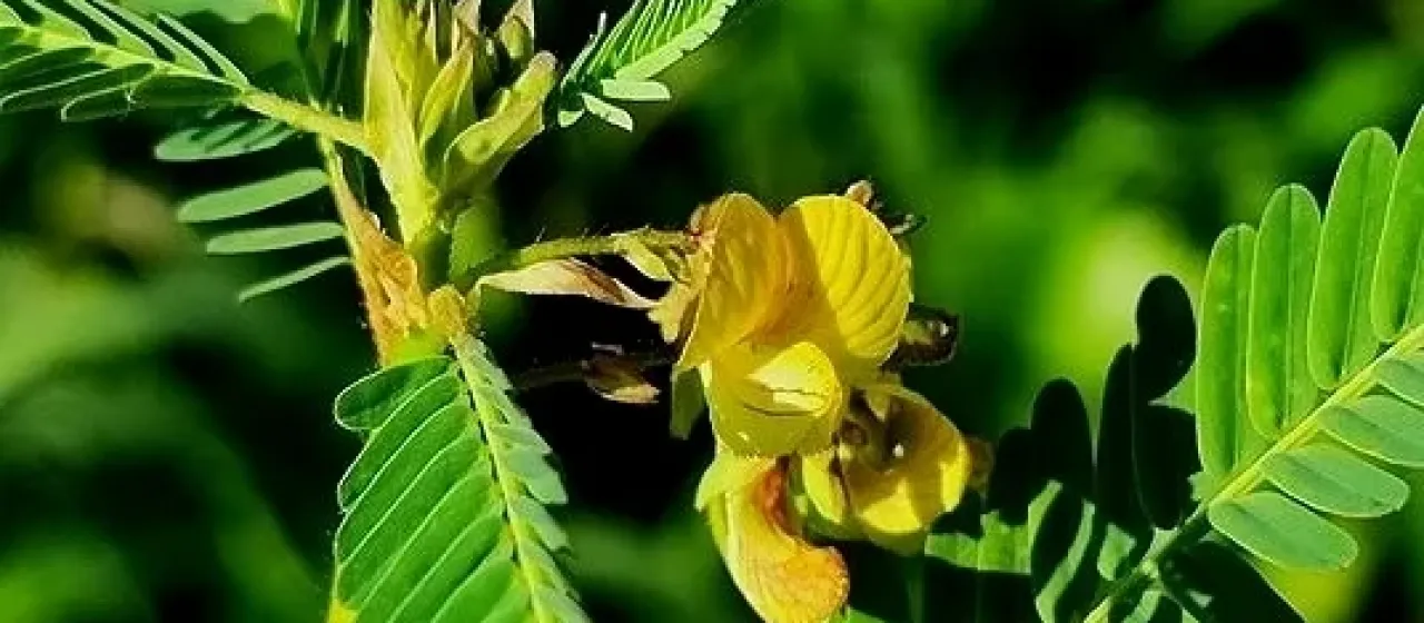 Aeschynomene denticulata