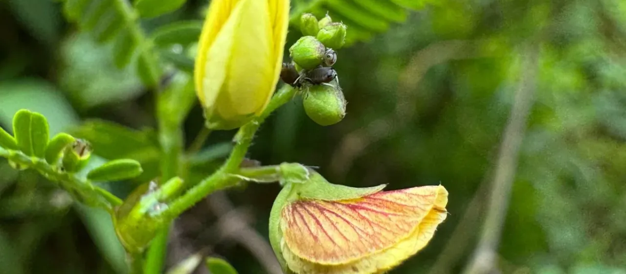 Aeschynomene sensitiva
