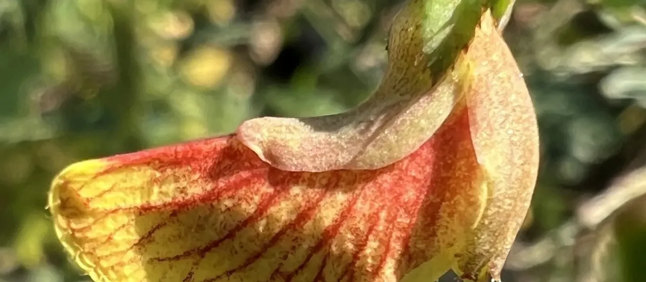 Aeschynomene virginica