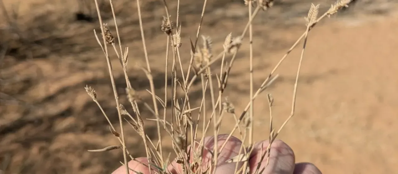 Aeluropus lagopoides