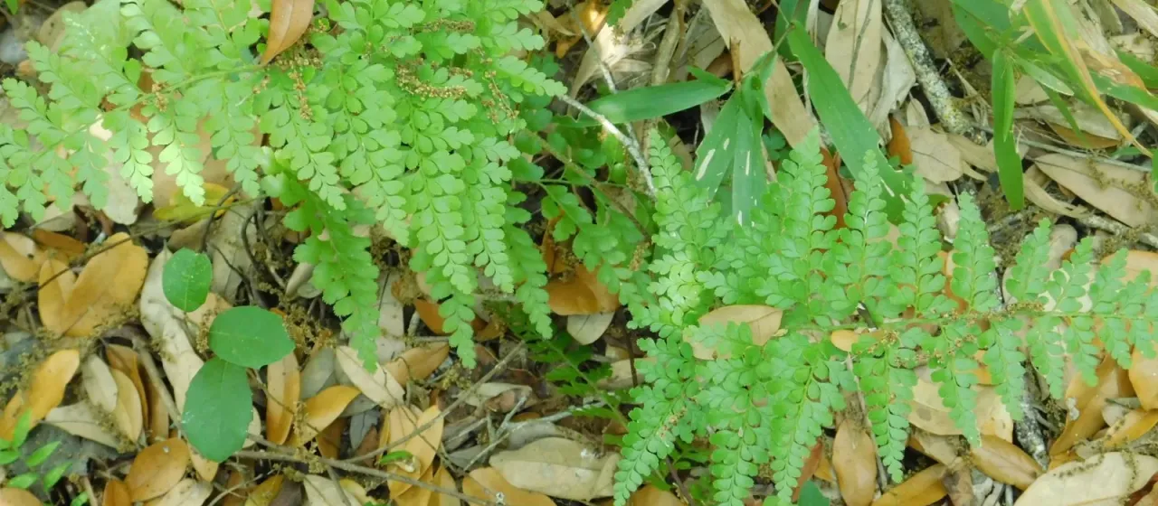 Anemia adiantifolia