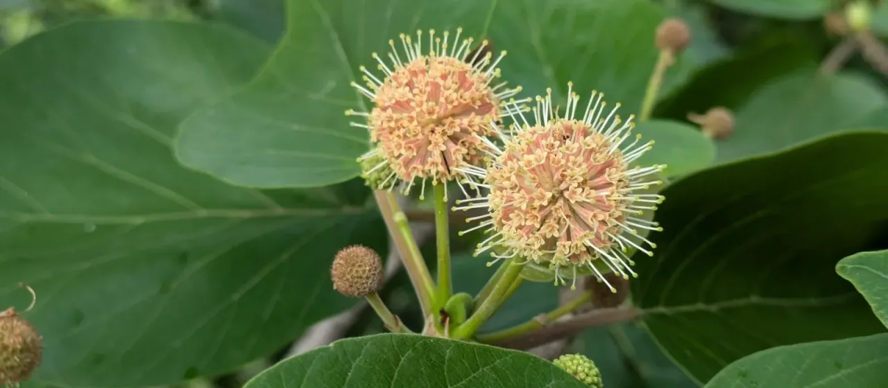 Adina cordifolia