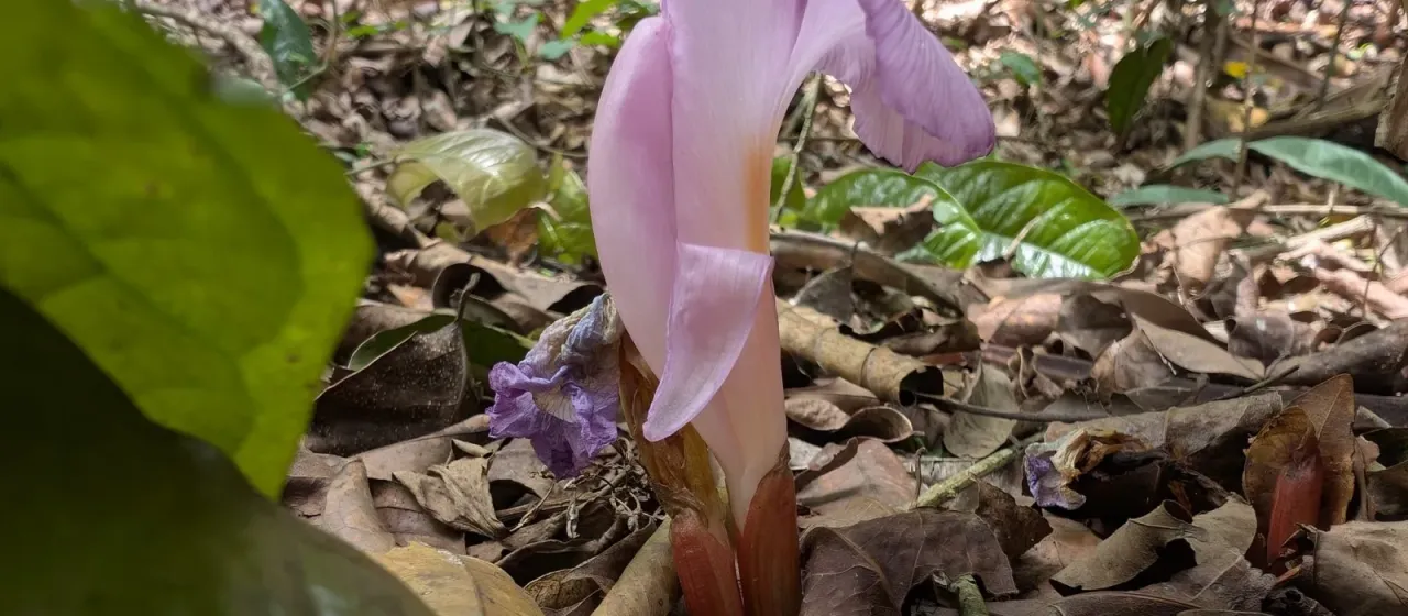 Aframomum alboviolaceum