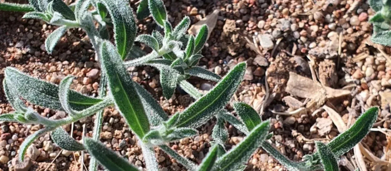 Agriophyllum squarrosum