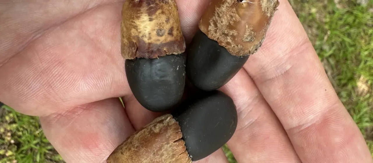 Afzelia xylocarpa