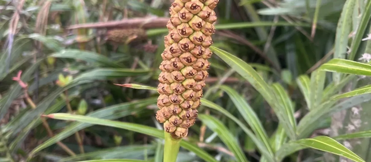 Seashore palm