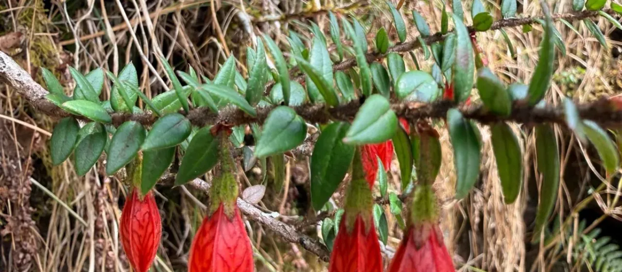 Agapetes serpens