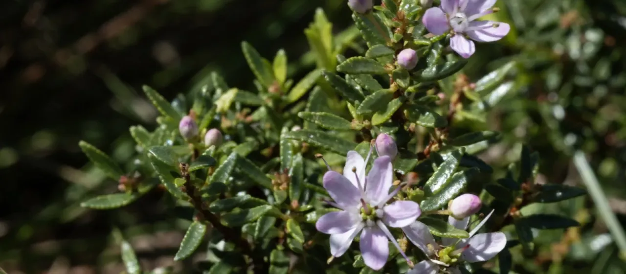 Agathosma ovata