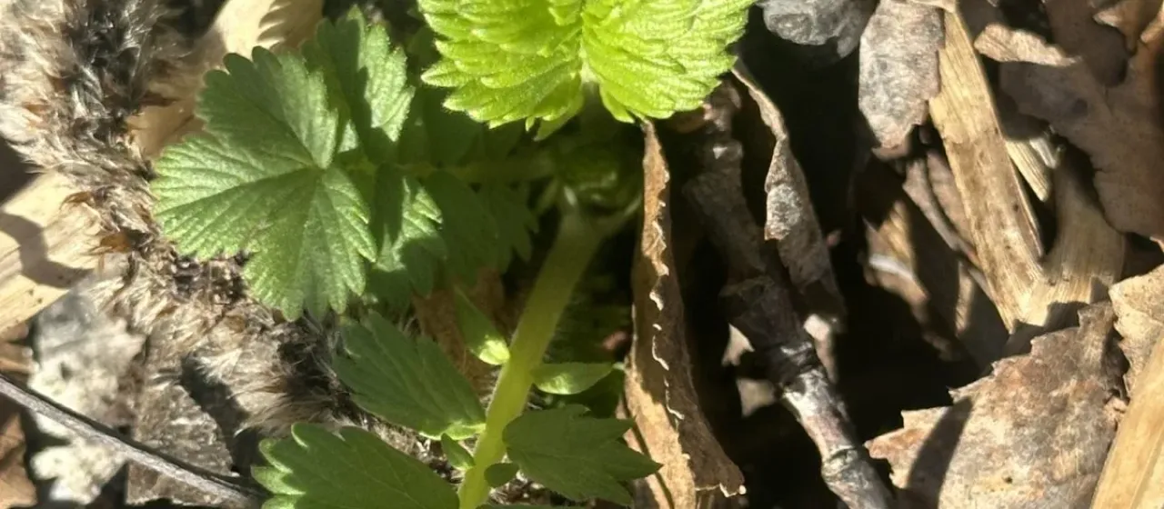 Agrimonia pilosa