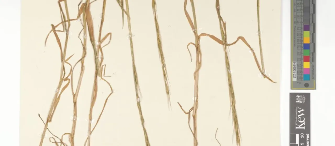 Elymus humidorum