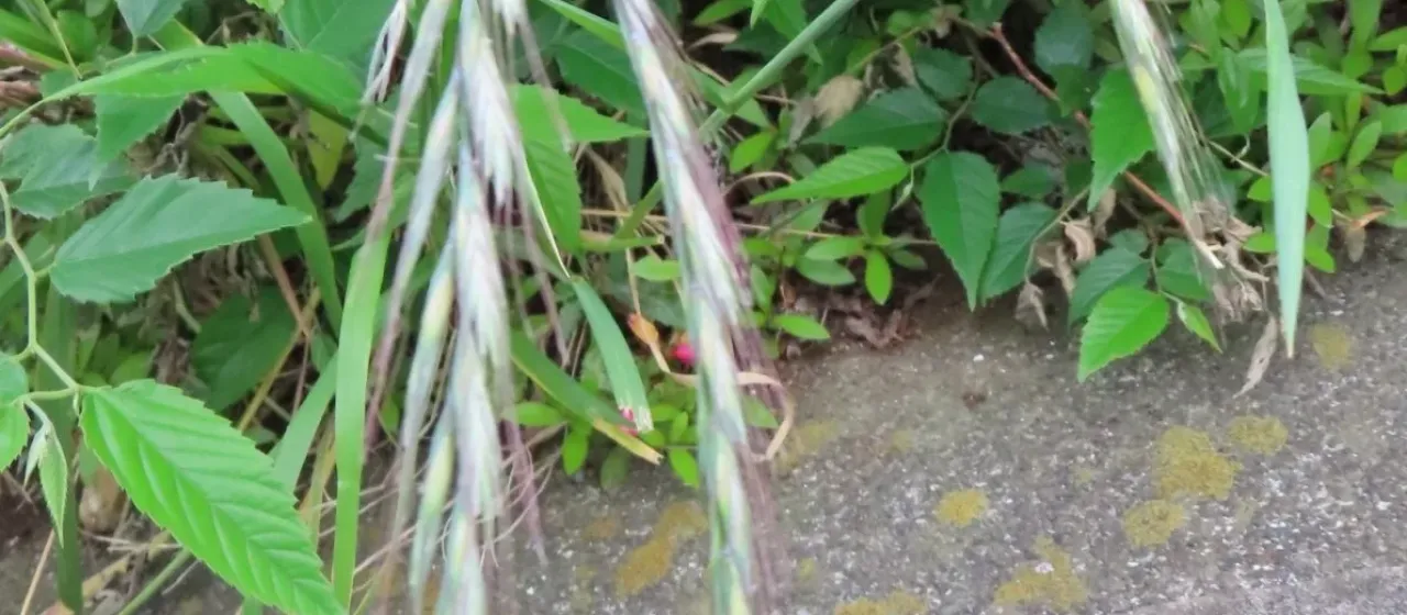 Agropyron kamoji