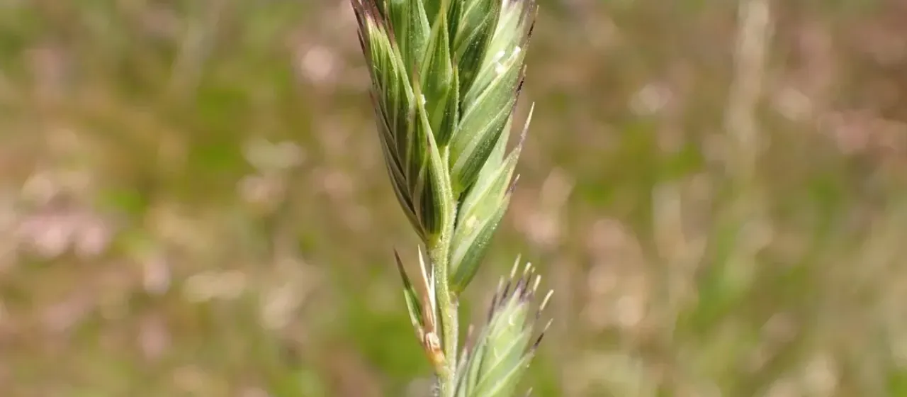 Velvet wheatgrass
