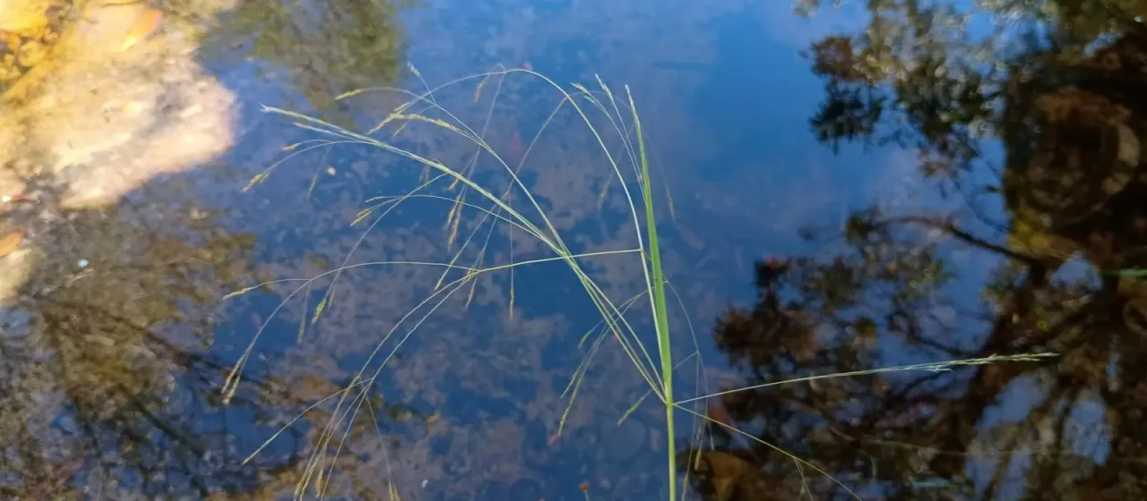 Lachnagrostis filiformis