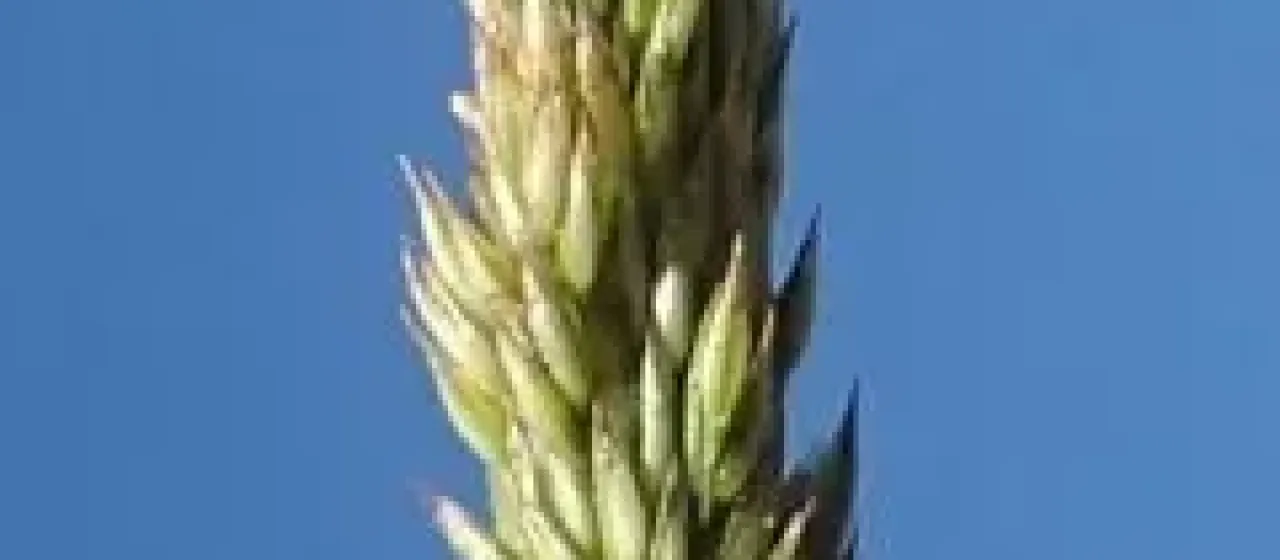 Western bentgrass