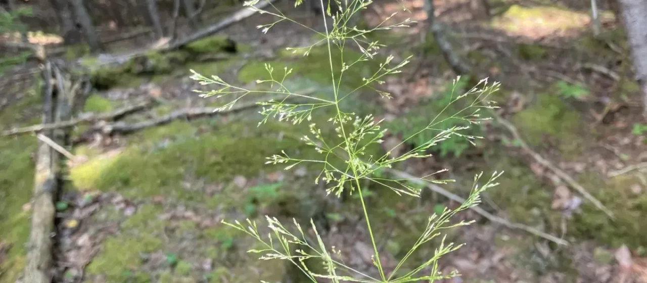 Upland bent