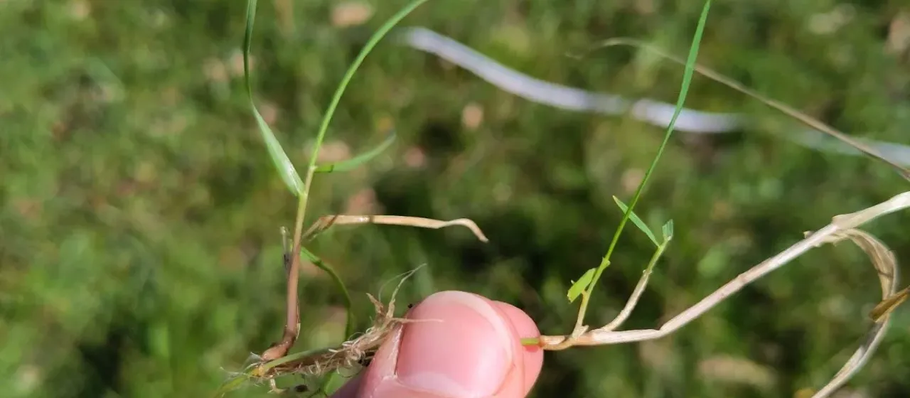 Creeping bentgrass