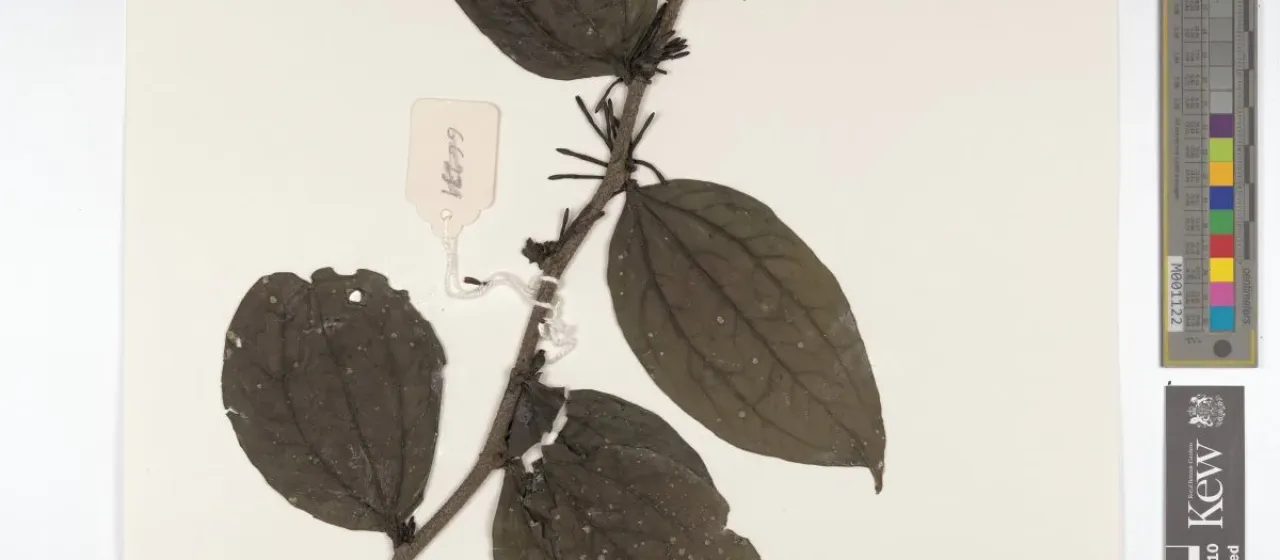 Agelanthus djurensis