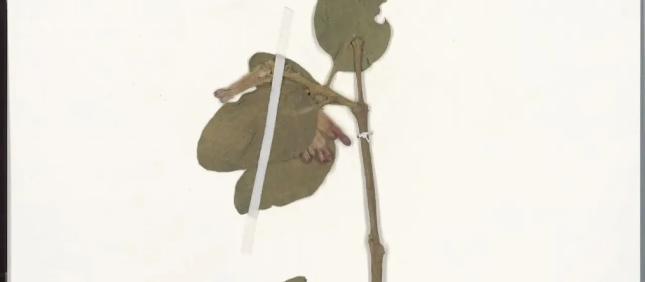Agelanthus heteromorphus
