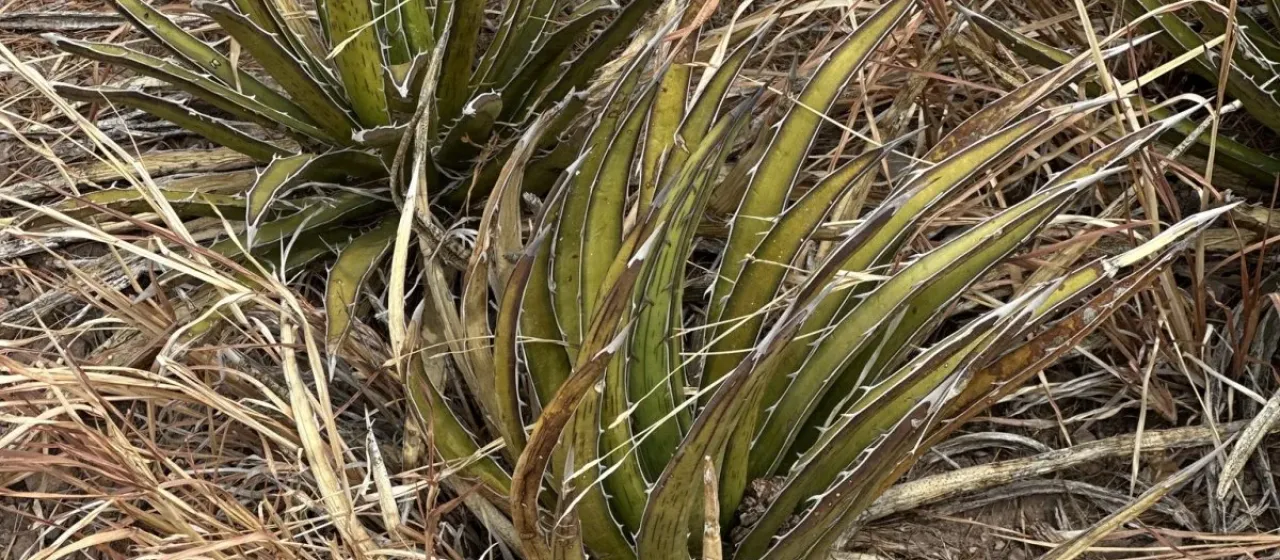 Agave lechuguilla