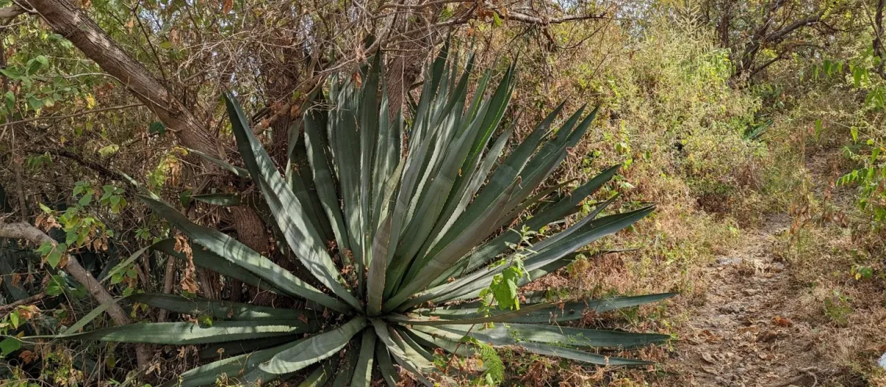 Blue Agave