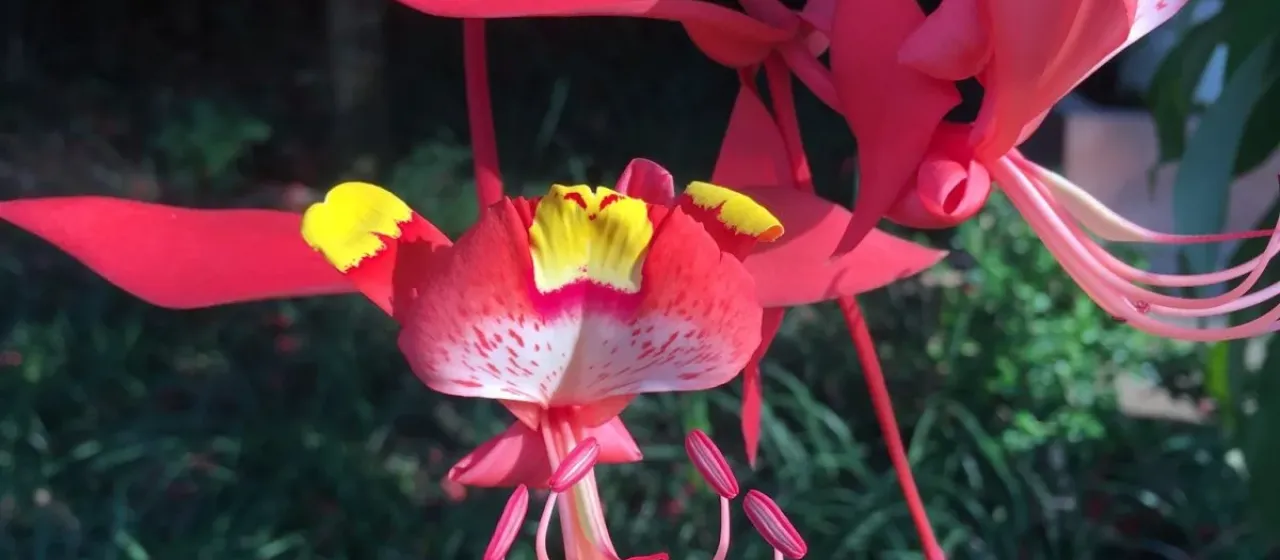 Amherstia nobilis
