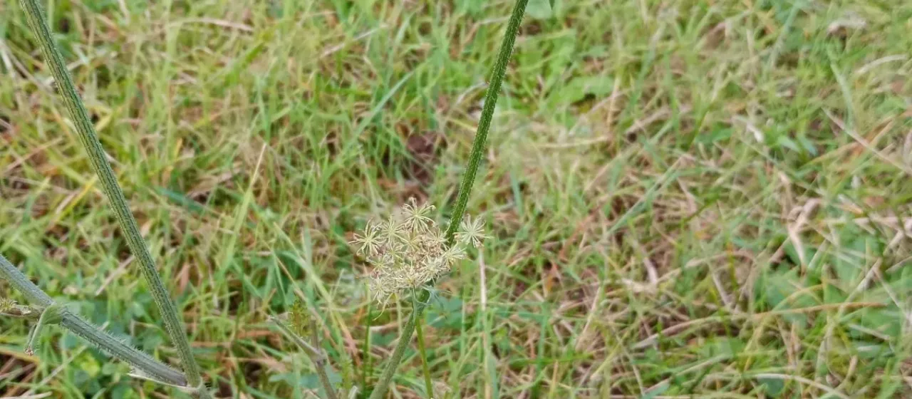 Agrocharis