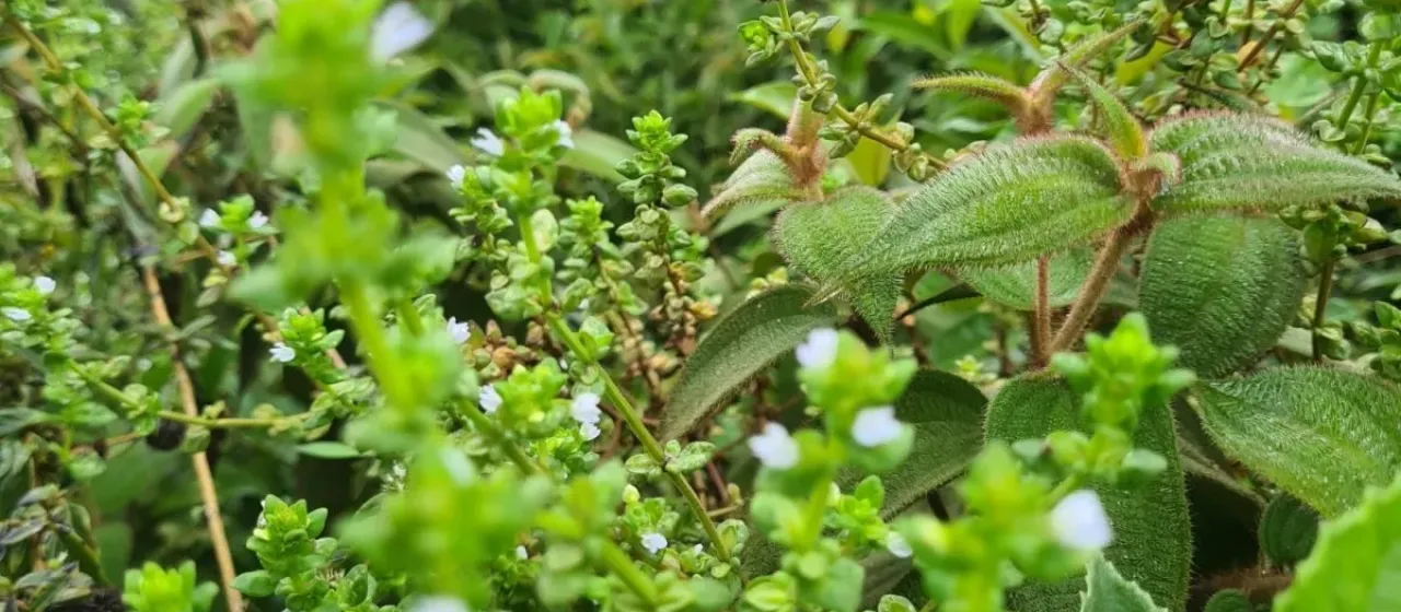 Matourea scutellarioides