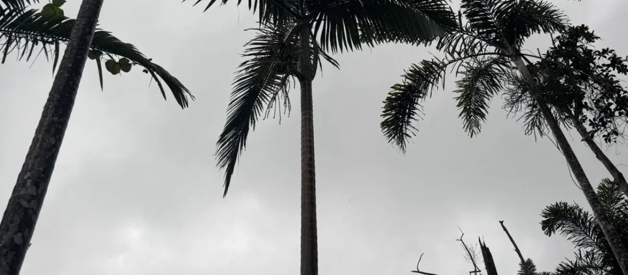 Alexander palm