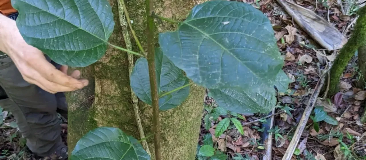 Alchornea latifolia