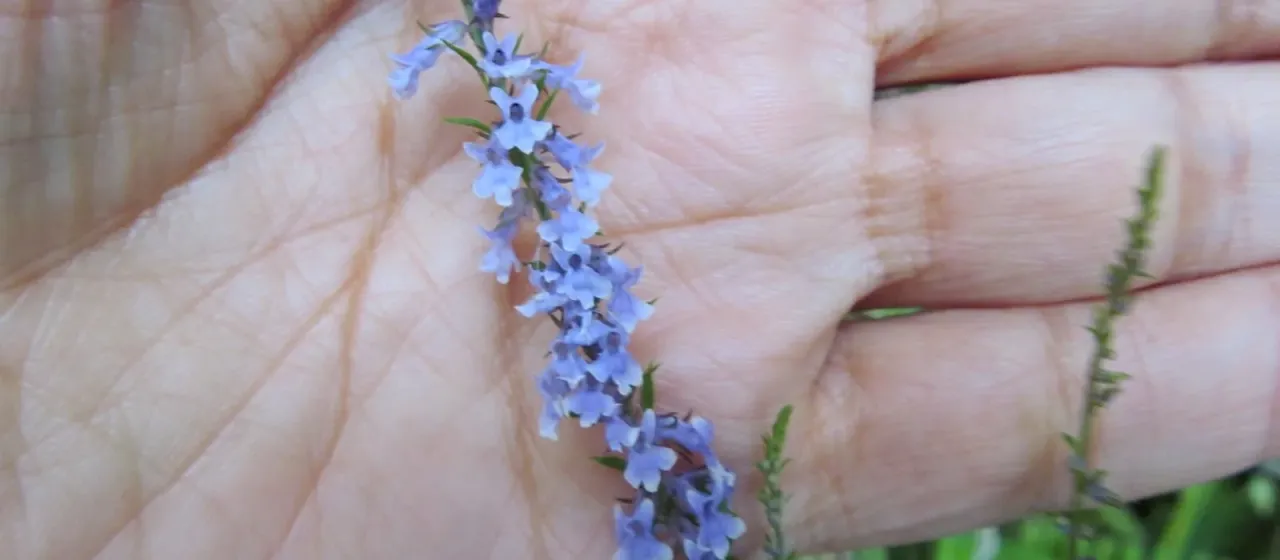 Anarrhinum bellidifolium