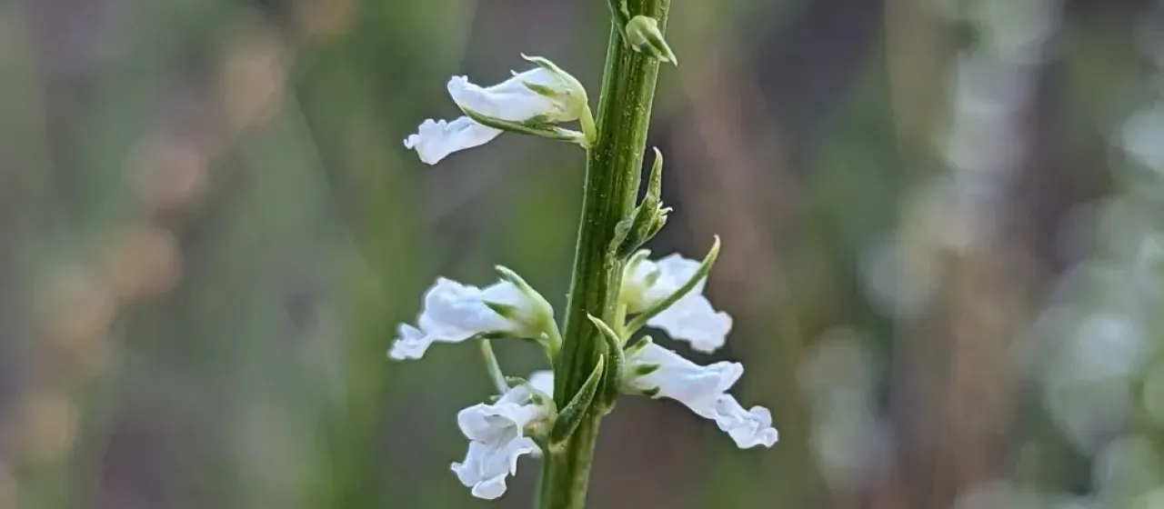 Oriental anarrhinum