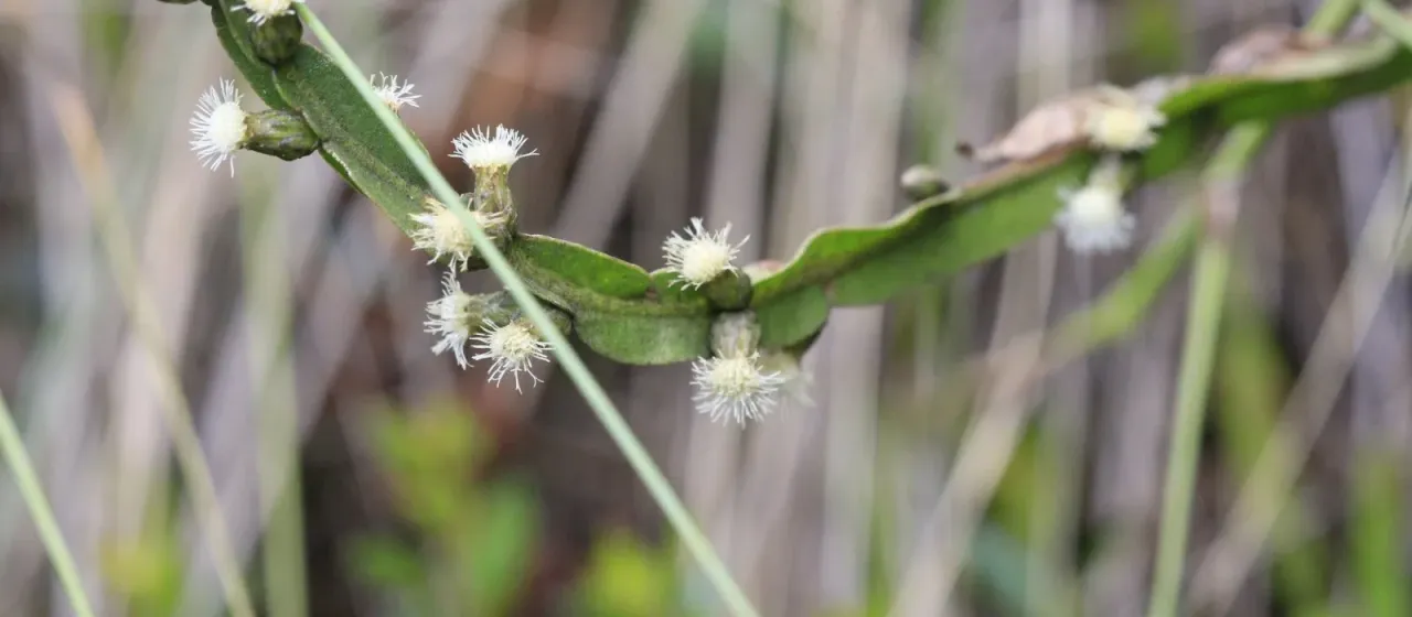 Baccharis genistelloides