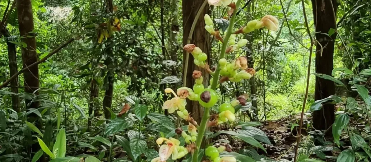 Alpinia conchigera