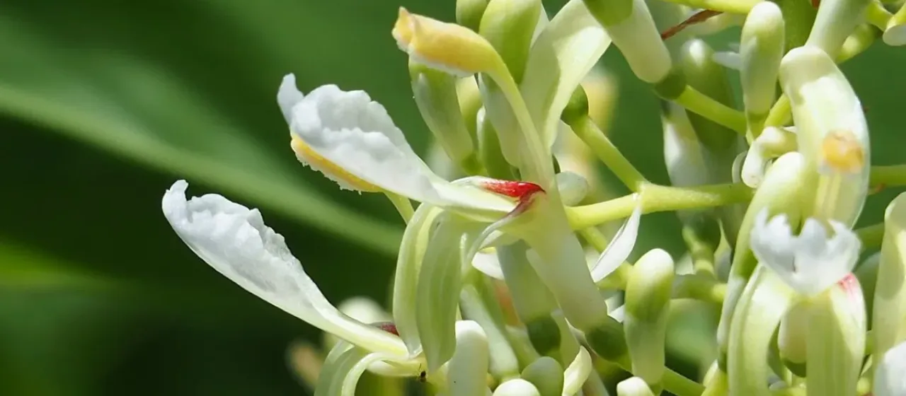 Alpinia galanga