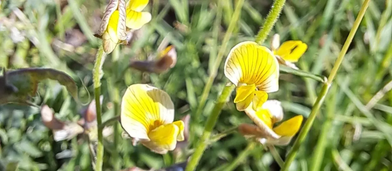 Adesmia muricata
