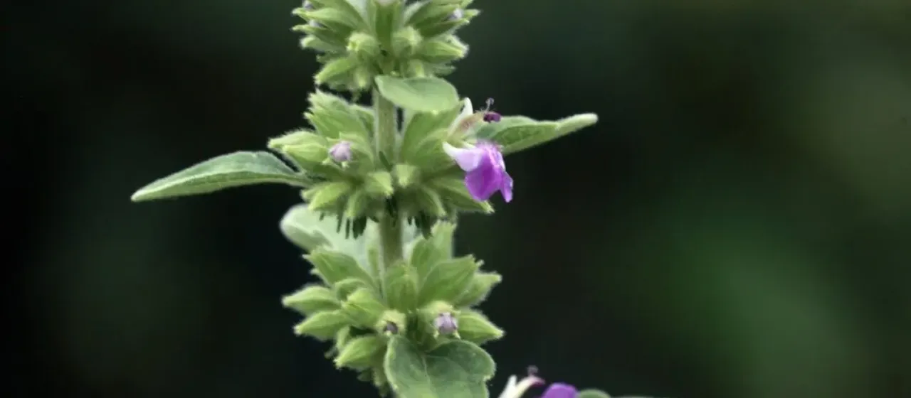 Anisomeles indica