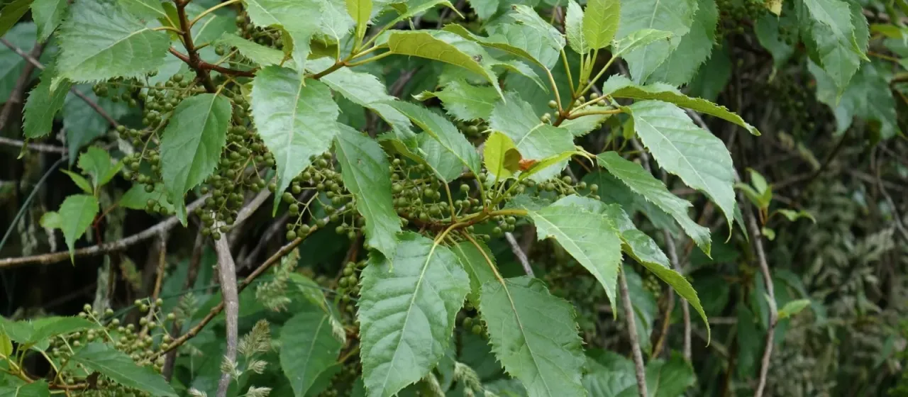 Aristotelia serrata