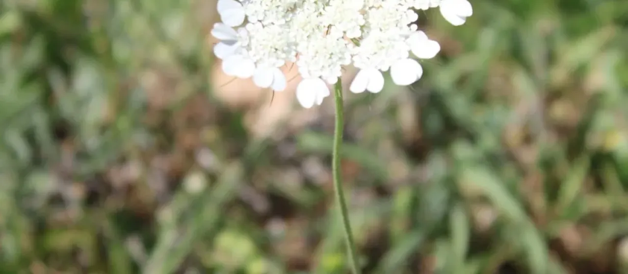 Tordylium trachycarpum