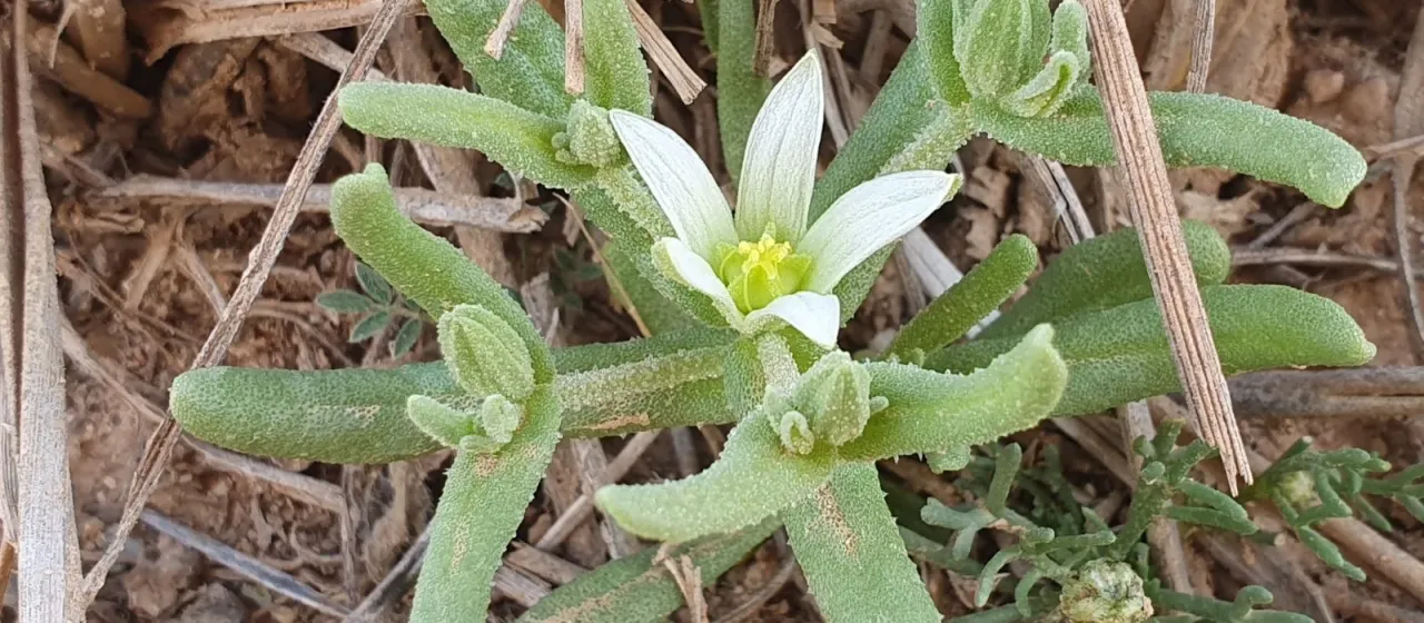 Aizoon hispanicum