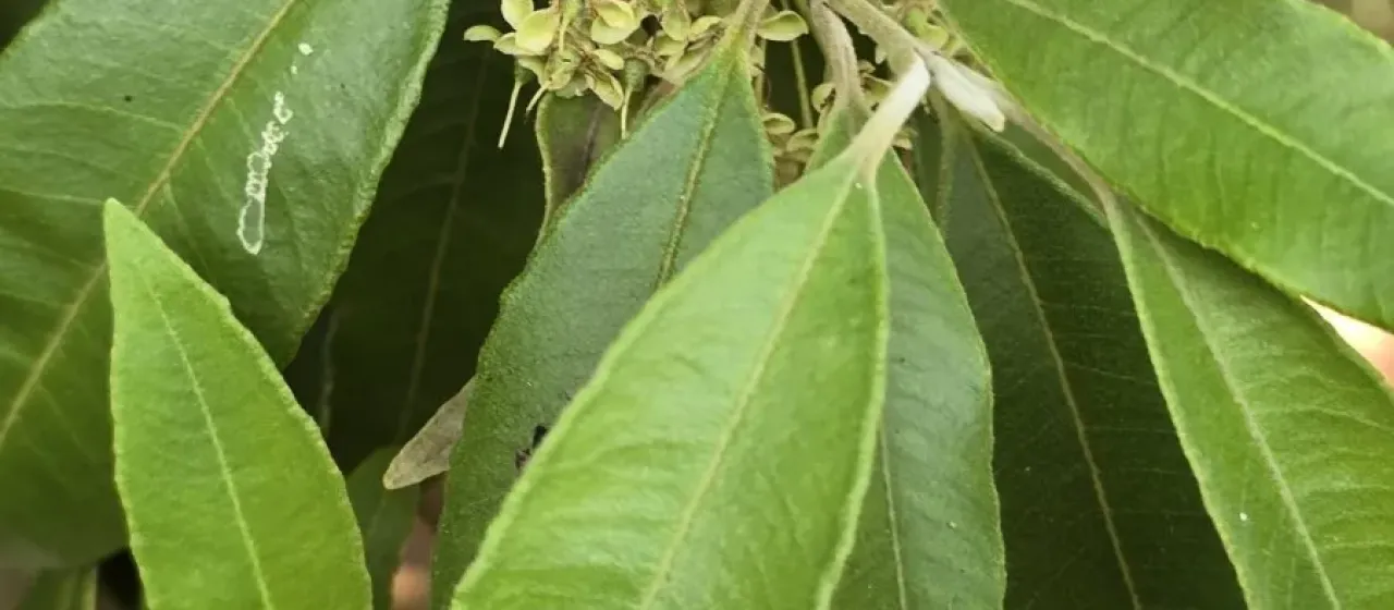 Australian lemon myrtle