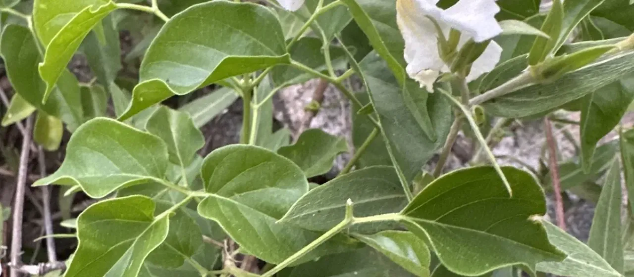 Phaedranthus