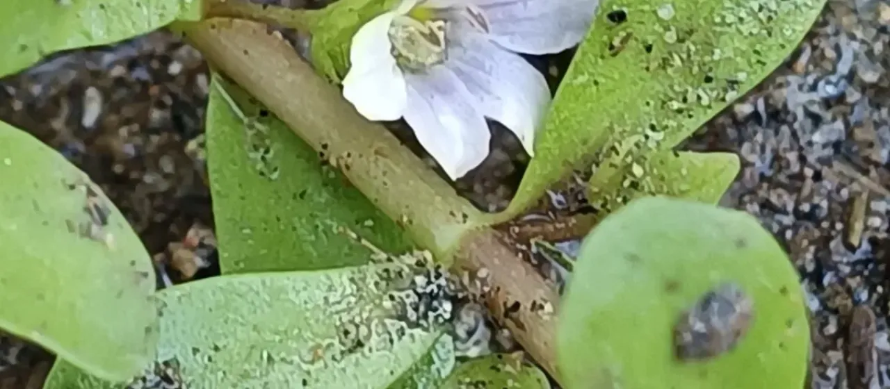 Bacopa Aubl.