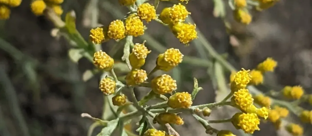 Ajania fastigiata